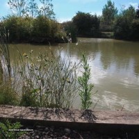 Mill Barn Coarse Fishery